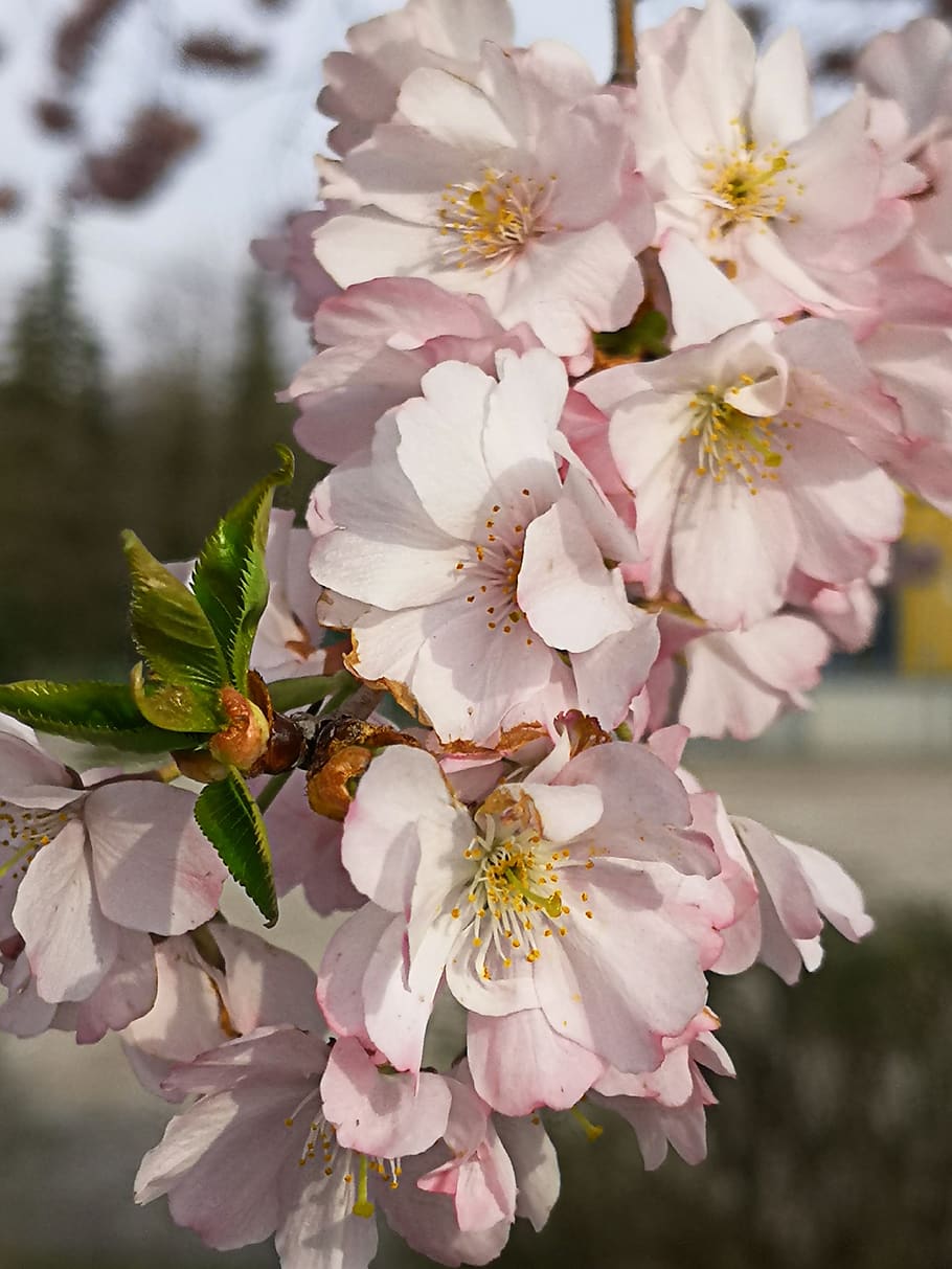 flowers, pink, nature, spring, plant, botany, flowering plant HD wallpaper