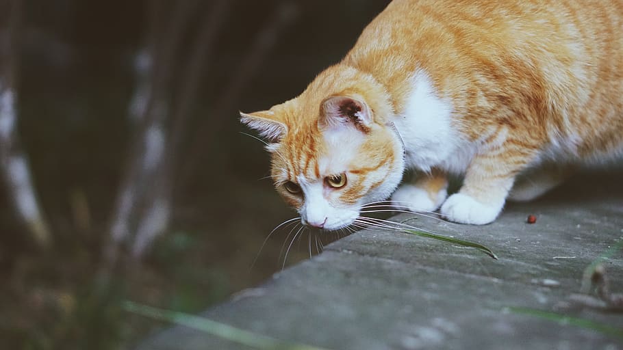 orange tabby cat on gray concrete surface, pet, animal, mammal HD wallpaper