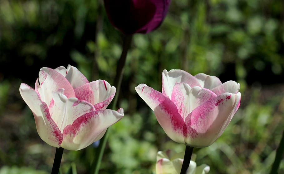 tulips, white, rose, spring, bloom, garden, beauty, romantic HD wallpaper