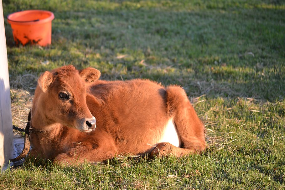 cow, calf, brown cow, jersey cow, heifer, baby animal, milk