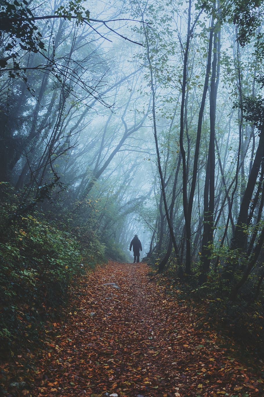 leafe, autumn, fall, mist, fog, tree, forest, person, plant HD wallpaper