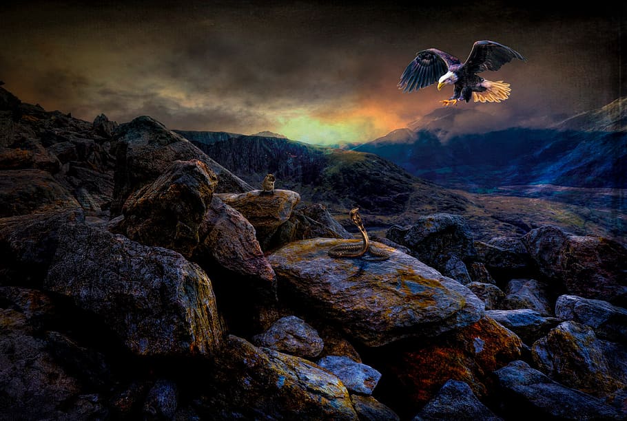eagle, rat, snake, reptile, animal, wildlife, predator, rocky HD wallpaper