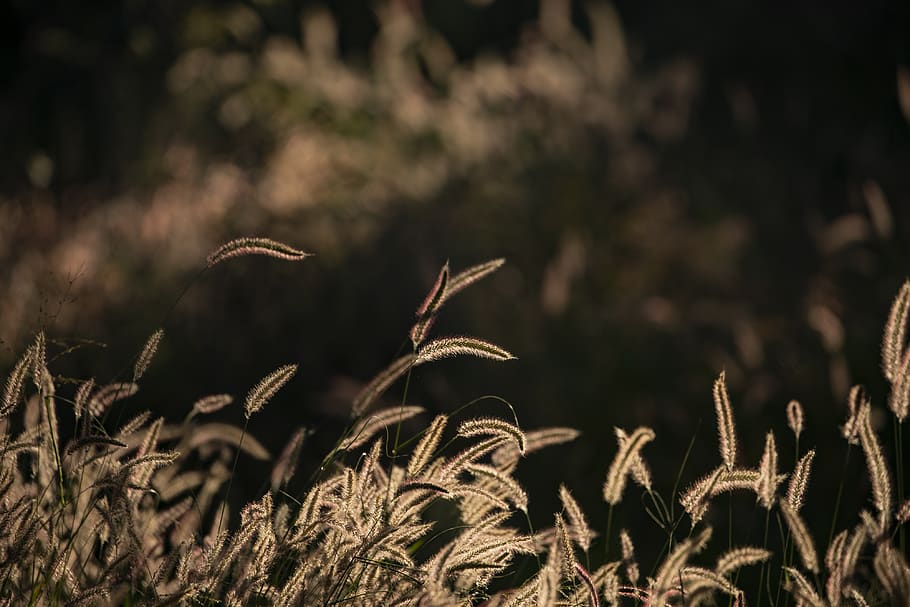 grass, evening sun, sunset, backlighting, meadow, nature, landscape HD wallpaper