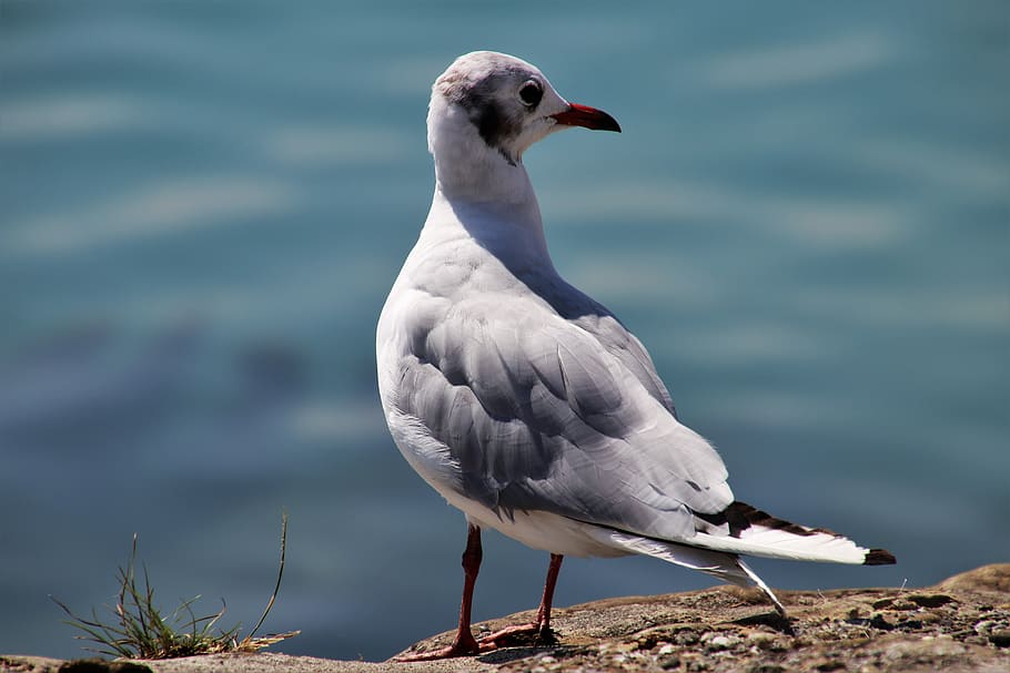 seagull, bird, loser, pen, dom, water, nature, wings, animals, HD wallpaper