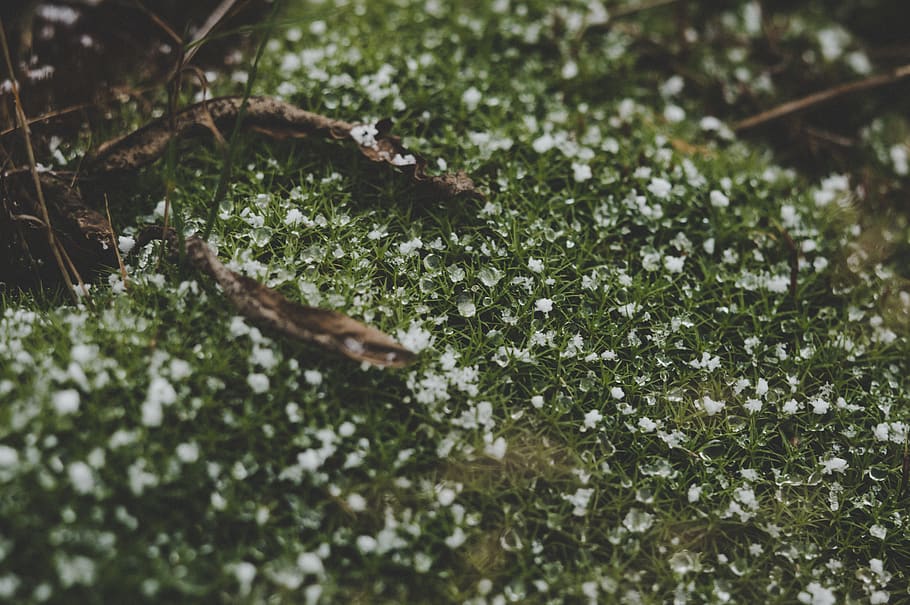 Close-up Photography of Grass, blur, drops, environment, focus HD wallpaper