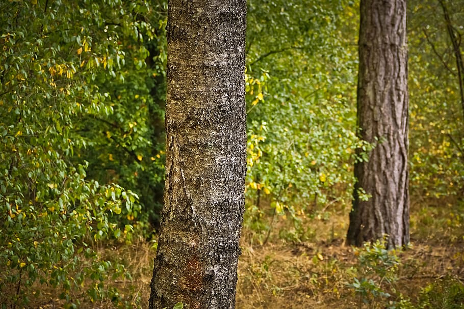 forest, trees, nature, landscape, scenic, idyllic, mood, summer HD wallpaper