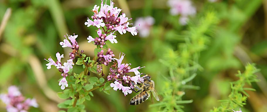 bee, insects, meadow, flower, pollen, nectar, nature, flowering plant HD wallpaper