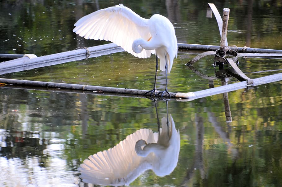 water, vertebrate, bird, animal themes, animal wildlife, animals in the wild HD wallpaper