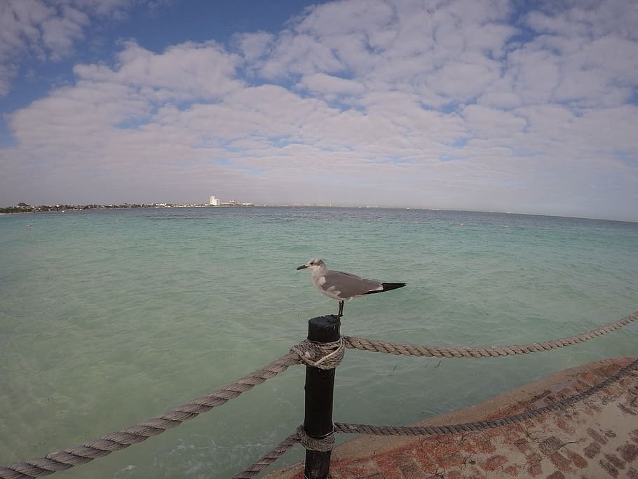 mexico, cancún, clouds, rope, sea, colorfull, gull, water HD wallpaper