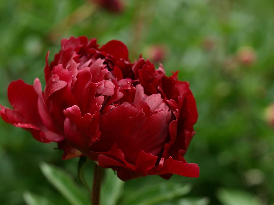 flower, nature, flora, leaf, garden, peony, summer, flowering plant HD wallpaper