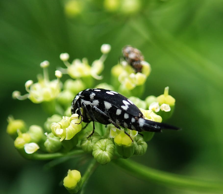 insect, strange, bug, garden, nature, invertebrate, animal themes HD wallpaper