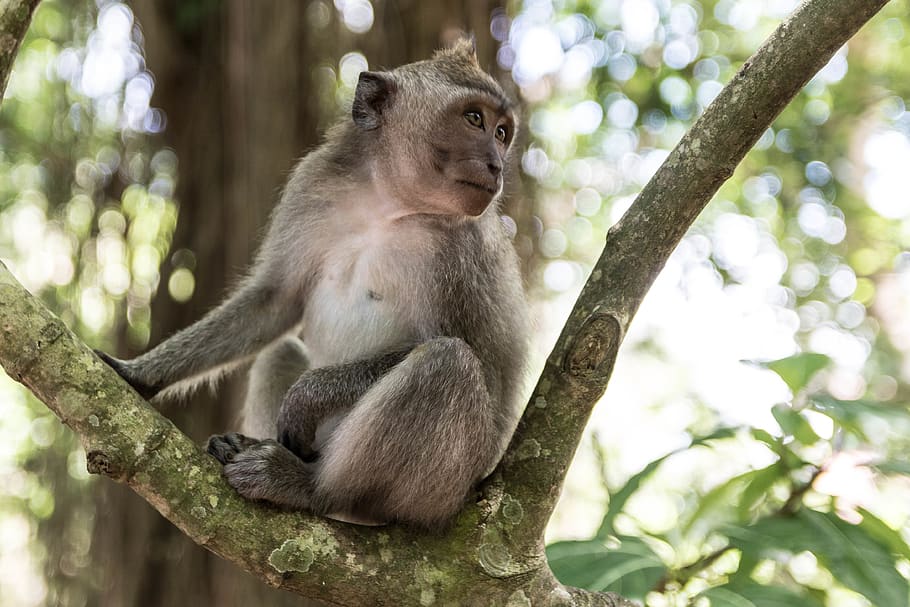 indonesia, sacred monkey forest sanctuary, animal wildlife HD wallpaper