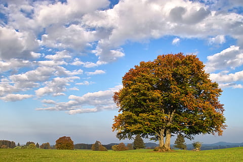 beech, tree, autumn, deciduous tree, fagus, solitaire, sky HD wallpaper