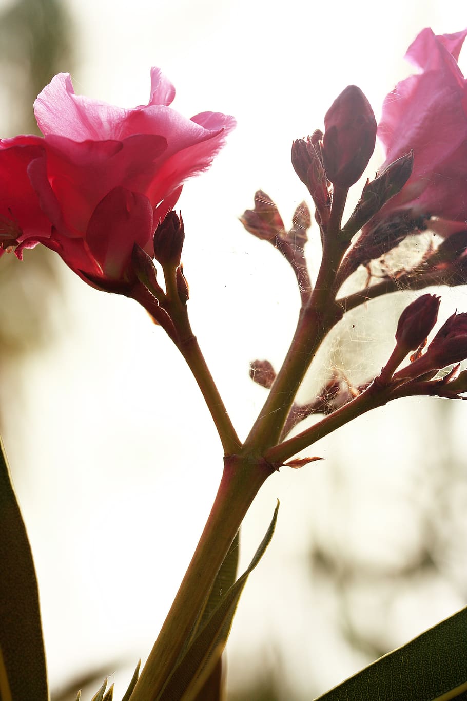 flower, pink, spring, summer, season, beautiful, nature, scented HD wallpaper