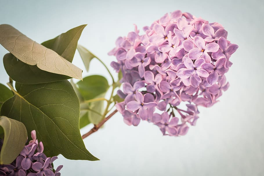lilac, macro, fresh, flower, nature, fragrance, garden, blooming HD wallpaper