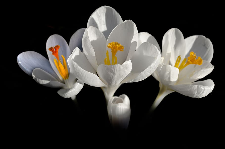 flower, crocus, three, spring, nature, plants, colorful, beautiful HD wallpaper