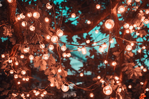 Brown String Lights in Tree, blur, bright, close-up, colors, design HD wallpaper