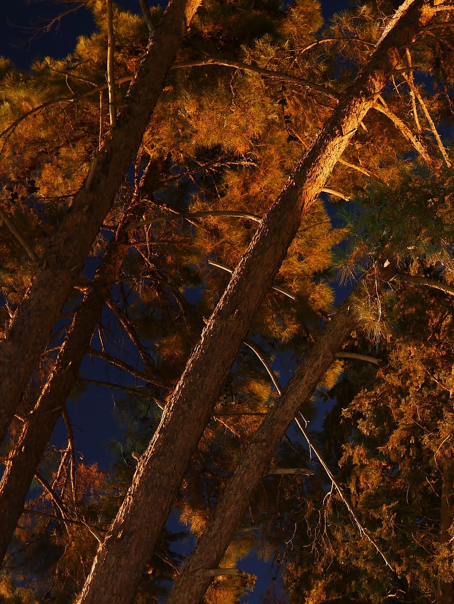 greece, parga, night, trees, gold, no people, plant, nature HD wallpaper