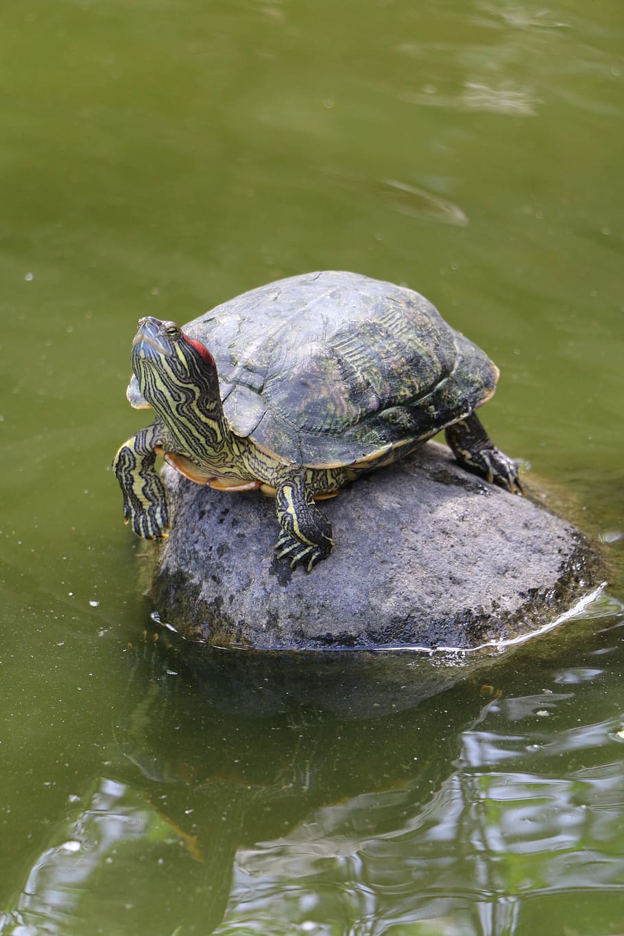 turtle, pond, water, nature, reptile, creature, tortoise, animal themes HD wallpaper