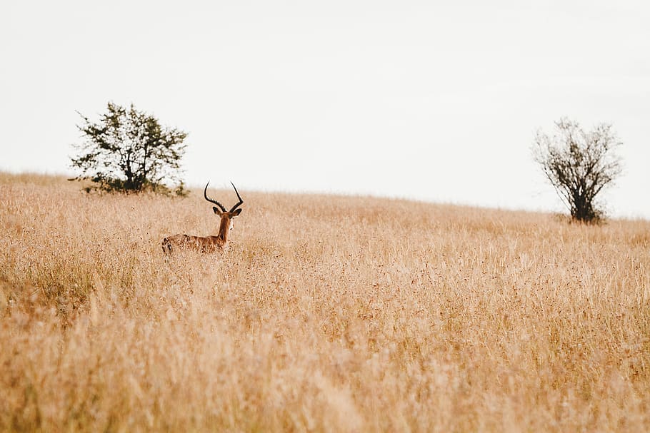 antelope in open area surrounded by grass, animal, mammal, wildlife HD wallpaper