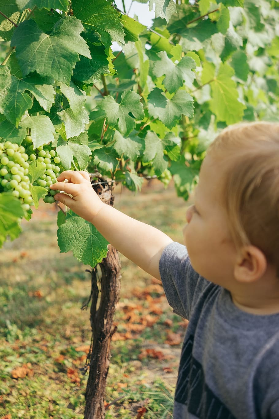 boy picking white grapes, vine, child, kid, explore, fruit, vineyard HD wallpaper