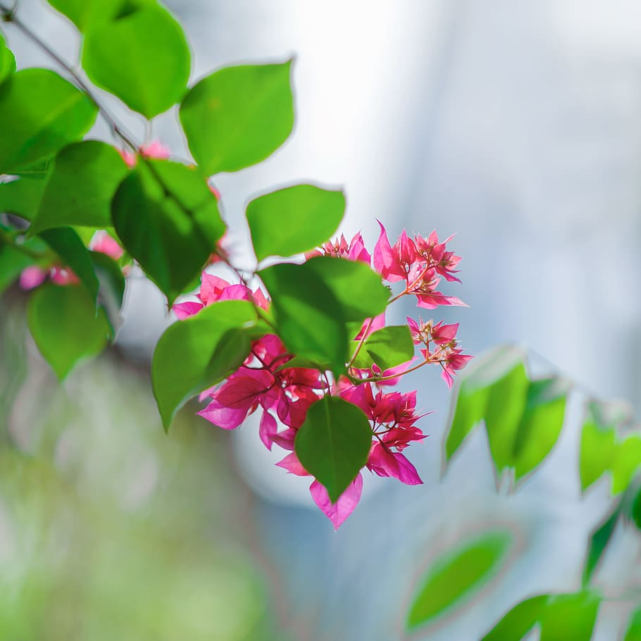 Close-Up Photography of Pink Flowers Near Leaves, beautiful, bloom HD wallpaper