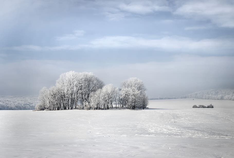 winter, trees, nature, snow, wintery, landscape, snowy, white HD wallpaper