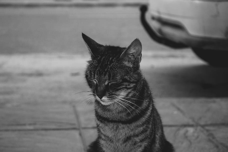 spain, tocón, cat, car, road, animals, black and white, felines HD wallpaper
