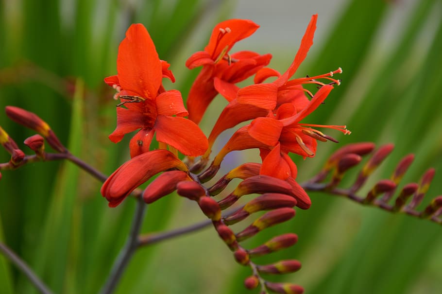 blossom, bloom, flower, plant, flora, nature, red, flowering plant HD wallpaper