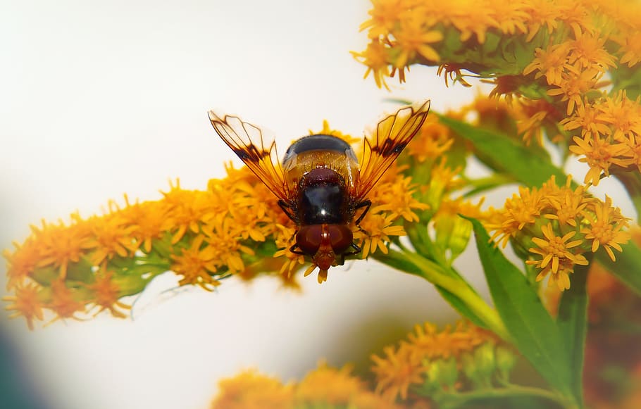 animal, invertebrate, insect, animal themes, animals in the wild HD wallpaper