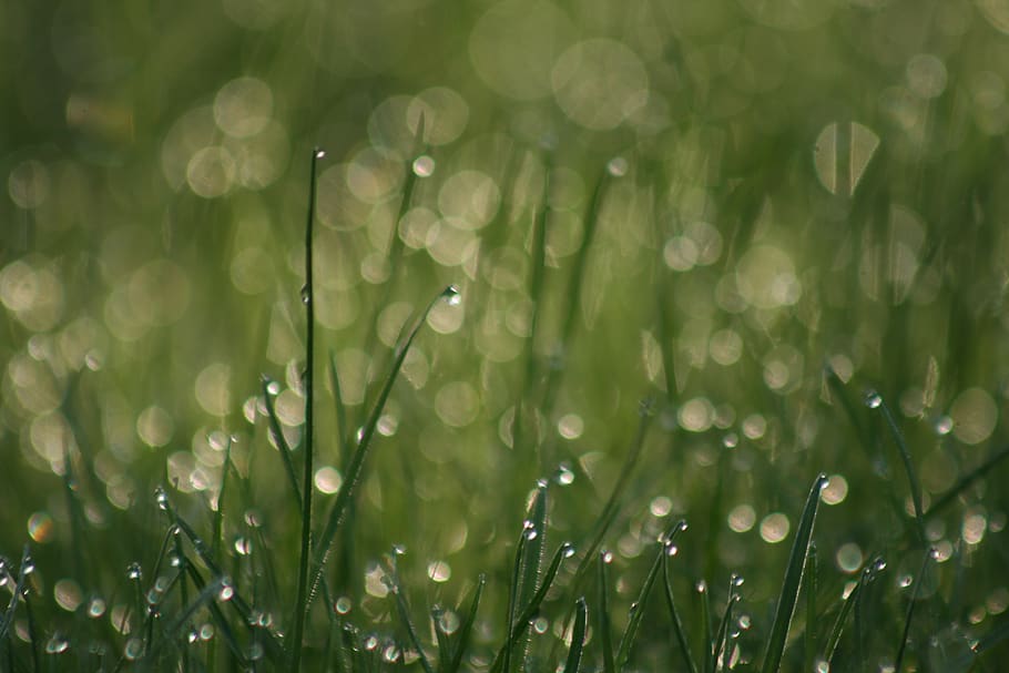 green grass, drop, water, wet, plant, green color, growth, beauty in nature HD wallpaper