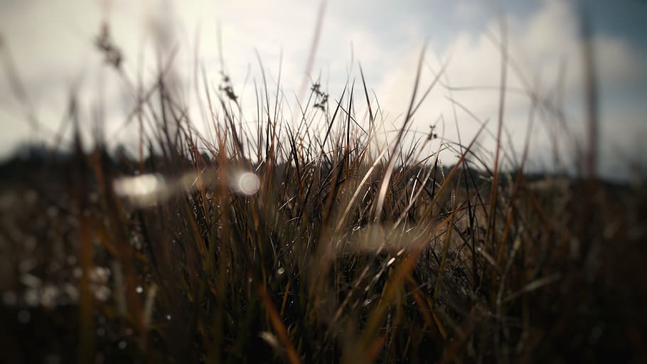 grass, nature, light, leaves, plant, selective focus, growth HD wallpaper