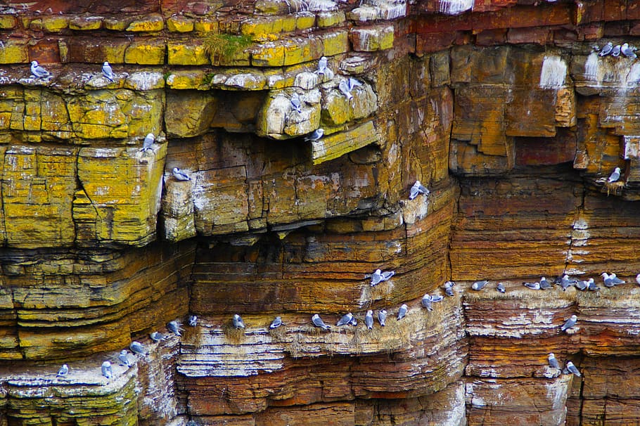 gulls rock, cliffs, coast, structure, texture, background, birds HD wallpaper