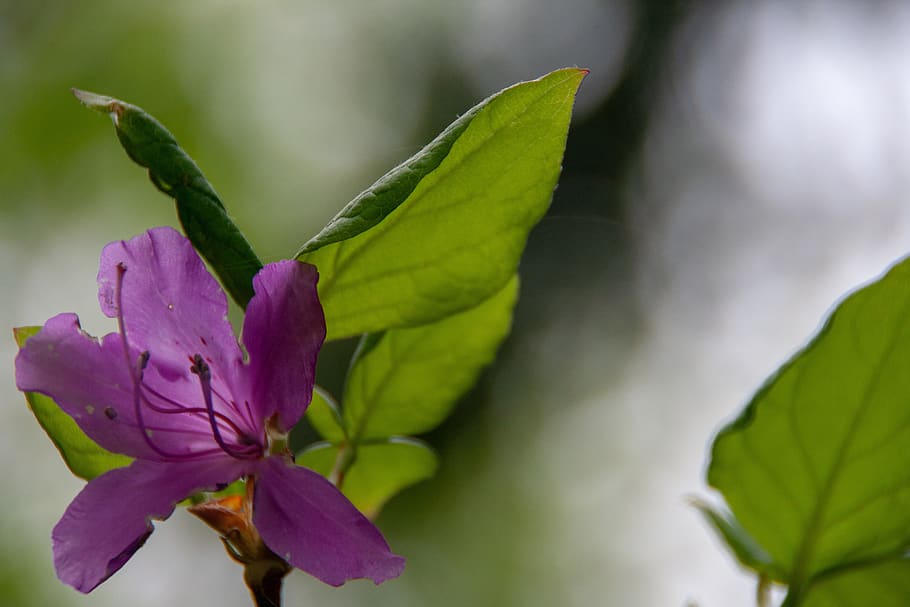 flowers, flora, nature, background, deatils, water, rain, drops HD wallpaper