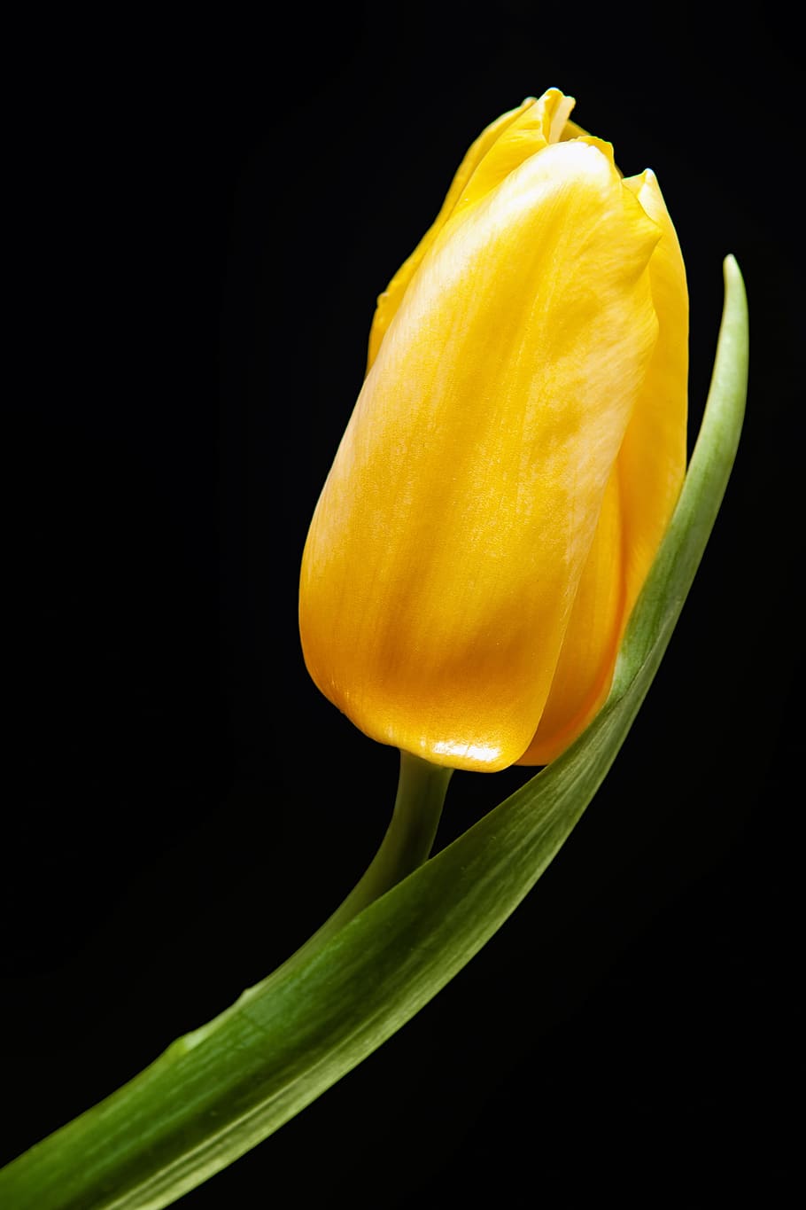 beautiful, black, bright, bud, closeup, color, flower, green HD wallpaper