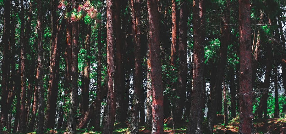 plant, tree, redwood, tree trunk, light, flare, vegetation HD wallpaper
