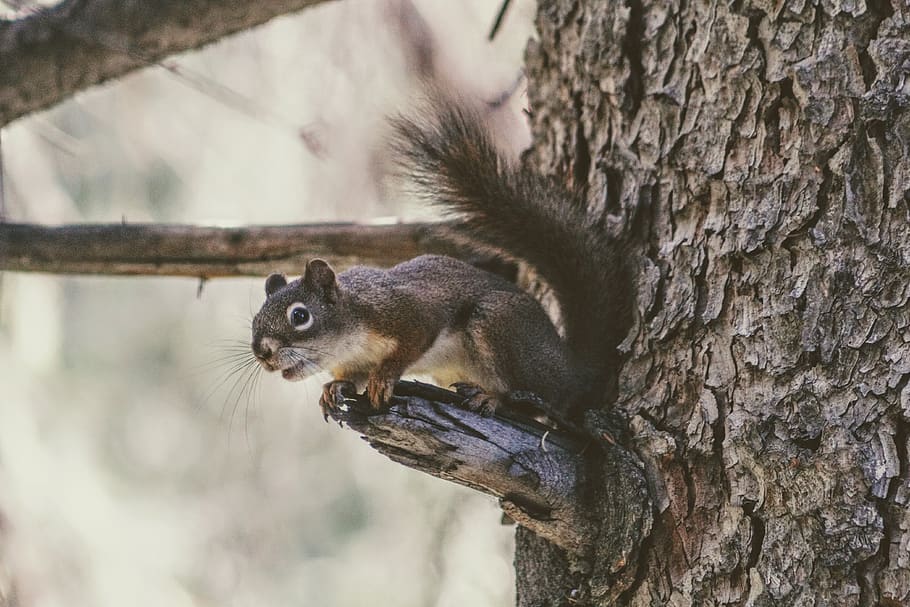squirrel on tree, rodent, mammal, animal, one animal, animal themes HD wallpaper
