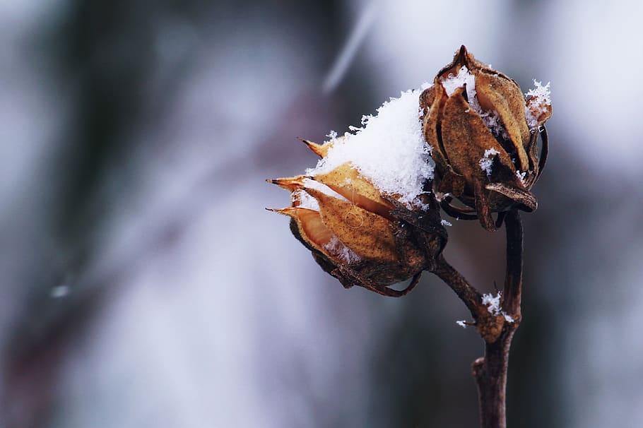 Cotton Flower, bud, close-up, cold, daylight, frost, garden, ice HD wallpaper