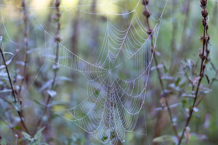 cobweb, dew, dewdrop, spider web, fragility, focus on foreground HD wallpaper