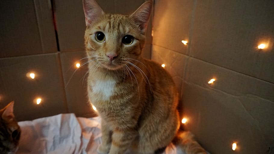 brown cat sitting inside the box, animal, pet, mammal, abyssinian HD wallpaper