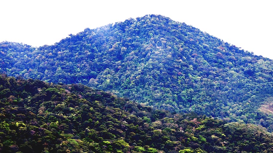 brasil, serra do mar, beauty in nature, plant, tree, scenics - nature HD wallpaper