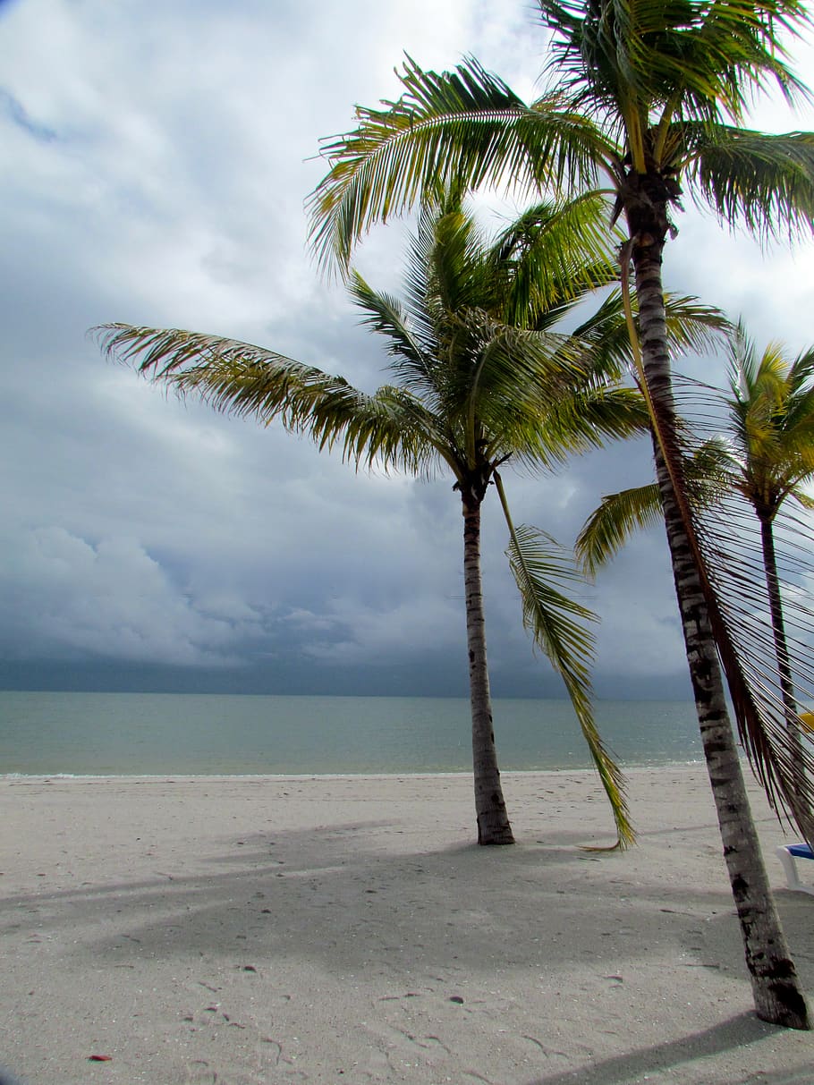 belize, caribbean, palm trees, beach, ocean, tropical, paradise HD wallpaper