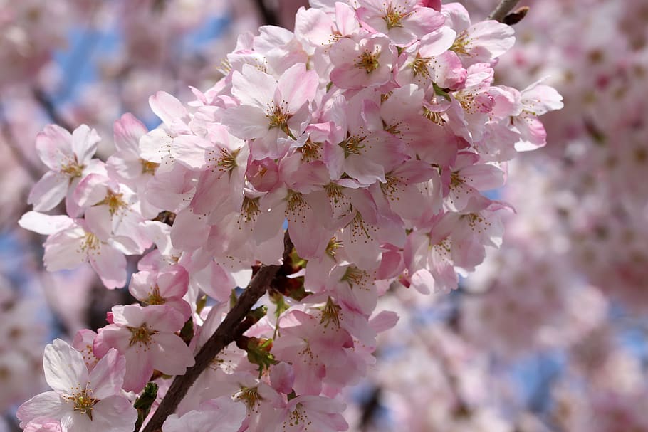 cherry blossom, cherry tree, spring, flowers, wood, flowering HD wallpaper