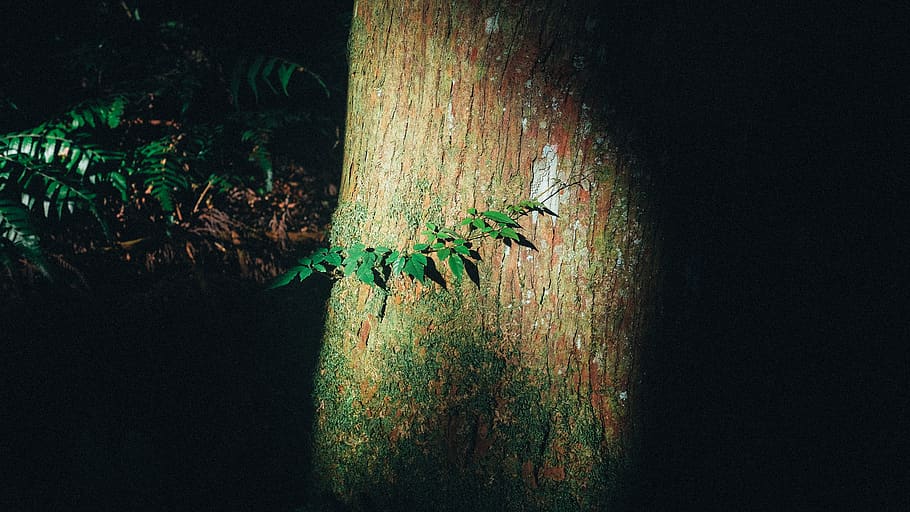 green, newborn, leaf, tree, nature, mothernuture, forest, shadow HD wallpaper