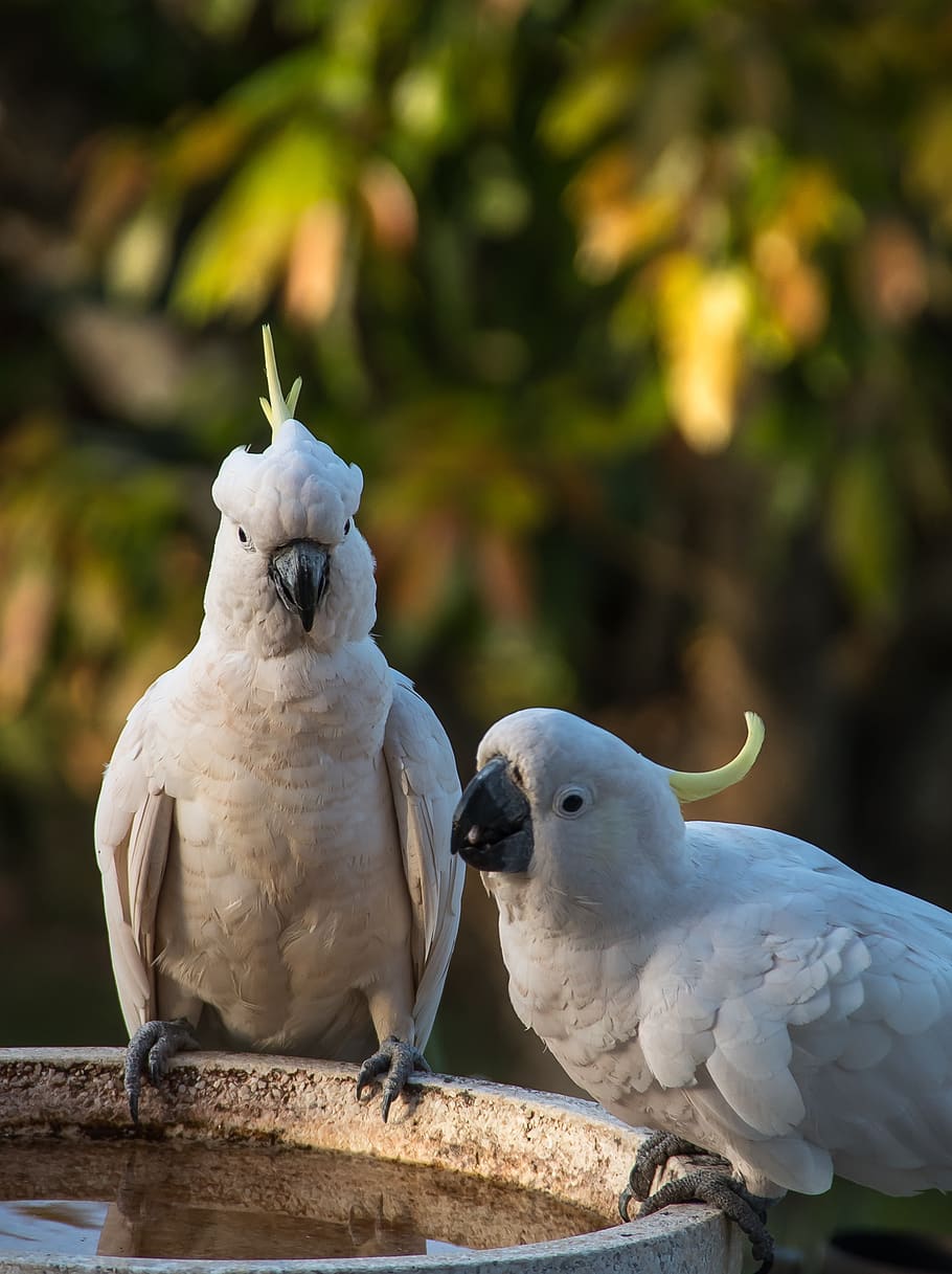 sulphur crested cockatoo, parrots, cacatua galerita, bird, feather