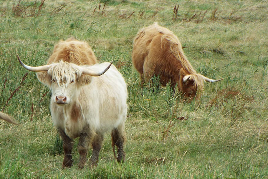 mammal, animal, animal themes, domestic animals, livestock HD wallpaper