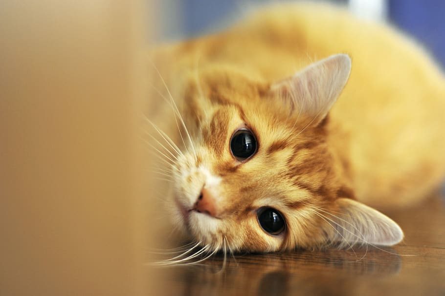 orange tabby cat lying on floor, domestic, mammal, pets, one animal HD wallpaper