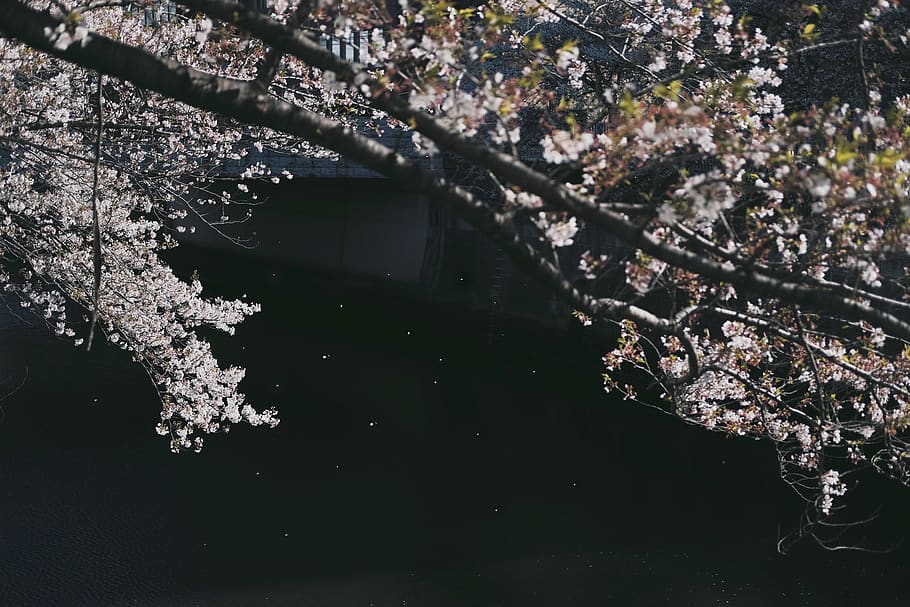 HD wallpaper: Cherry Blossom Near River, cherry blossoms, environment ...