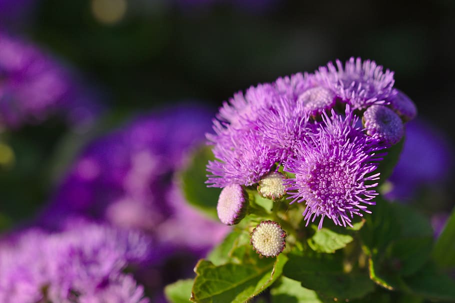 mov, spin, summer, petals, plants, flower, violet, cactus, coloring HD wallpaper