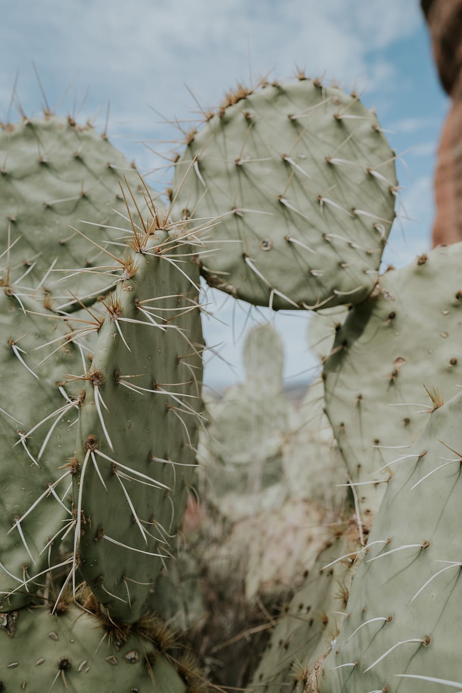 green cactus, plant, nature, day, growth, beauty in nature, close-up HD wallpaper